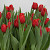 Mammoet Tulp 