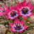Botanische Tulp Little Beauty
