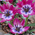 Botanische Tulp Little Beauty