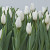 Mamoet Tulp Wit