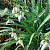 Galanthus Elwesii