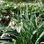 Galanthus Elwesii
