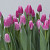 Mammoet Tulp Roze