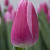 Mammoet Tulp Roze