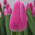 Mammoet Tulp Roze
