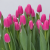 Mammoet Tulp Roze