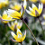 Botanische Tulp Turkestanica