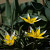 Botanische Tulp Turkestanica