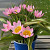 Botanische Tulp Lilac Wonder