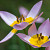 Botanische Tulp Lilac Wonder