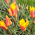 Botanische Tulp Clusiana Chrysantha