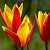 Botanische Tulp Clusiana Chrysantha