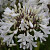 Agapanthus Sparklyn Panthus