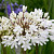Agapanthus Sparklyn Panthus