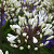 Agapanthus Sparklyn Panthus