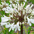 Agapanthus Sparklyn Panthus