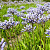 Agapanthus Blue Panthus