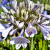 Agapanthus Blue Panthus