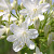 Agapanthus White Panthus