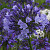 Agapanthus Royalty Panthus