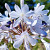 Agapanthus Bright Panthus