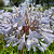 Agapanthus Bright Panthus