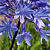 Agapanthus Blue2 Panthus