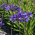 Agapanthus Blue2 Panthus