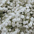 Gypsophila Wit