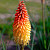 Kniphofia 