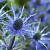 Eryngium 