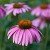 Echinacea 