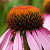 Echinacea 