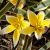 Botanische Tulp Interaction