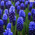 Muscari Latifolium 